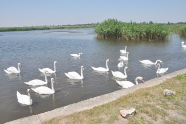 Imagini splendide, la Mangalia: s-a umplut lacul de lebede